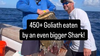 450lb  Goliath Eaten by MASSIVE shark  Key West Fishing Trip [upl. by Leigh]