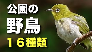 公園にいる野鳥を16種類ほど解説！ [upl. by Aggarwal]