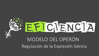 MODELO DEL OPERÓN Regulación de la Expresión Génica [upl. by Llywellyn487]