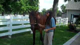 Kentucky Horse Park Mr Muscleman July 6 2011MP4 [upl. by Ado]