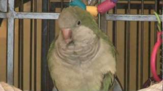 Tucker The Quaker Parrot Sings Shake Your Booty [upl. by Irvin835]