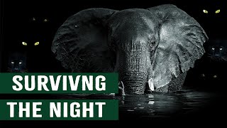 How Elephants Survive The Predators Of The Night [upl. by Edaw839]