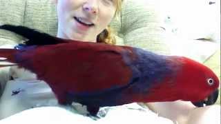 Talkative Eclectus [upl. by Yleen121]