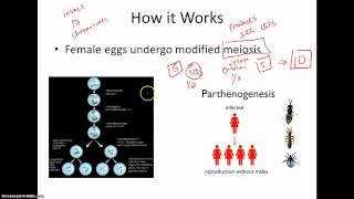 Parthenogenesis [upl. by Luana]