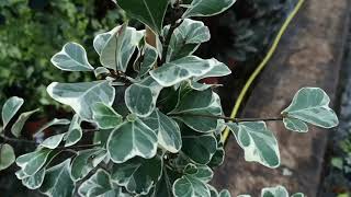 Ficus Triangularis Variegata 70cm  Live from the Nursery Series [upl. by Idou]