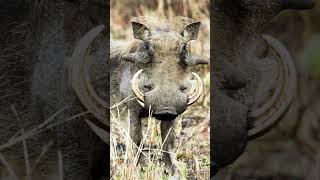 Warthog Sound Effects [upl. by Beitz]