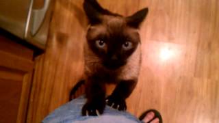 Siamese Cat gets claws stuck in on my leg [upl. by Garrik657]