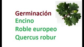 Germinación Encino  Roble Europeo  Quercus robur  Anum [upl. by Ayra]