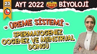 Spermatogenez  Oogenez ve Menstrual Döngü  AYT Biyoloji Kamp2022 [upl. by Mendie828]