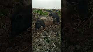 funny pig in village wild hogs cute animals pigs pig brain shorts [upl. by Dolf]