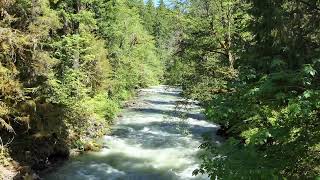 Calmness of the Riparian forest  Water  Nature [upl. by Hayikaz]