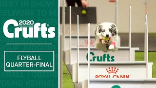 Flyball  Quarter Finals  Part two  Crufts 2020 [upl. by Atteroc]