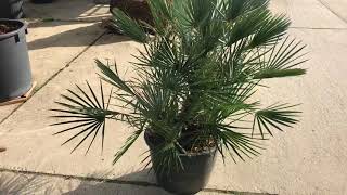 Chamaerops humilis ‘Cerifera’ [upl. by Lucky]