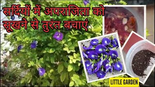 सर्दियों में अपराजिता को सूखने से तुरंत बचाएंAparajita plant winter careFertilizer for Aparajita [upl. by Ferren73]