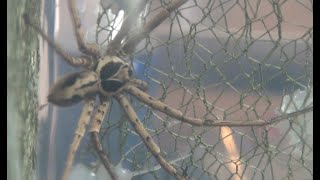 Giant Huntsman Spider a Very Big Spider from Australia [upl. by Analahs]