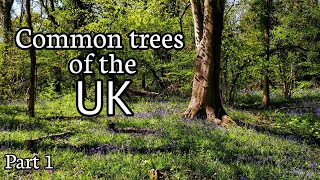 Common trees of the UK Part 1 Oak Hazel Ash Silver Birch Horse Chestnut  Beech [upl. by Adamina761]