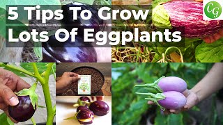 5 Essential Eggplant Growing Tips for a Bountiful Eggplants Harvest 🍆🌿 [upl. by Normi354]