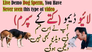 Dog Sexism  Dog Sperm under microscope  Dog intercourse [upl. by Aicrag]