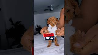 The Dancing Pup 💃🏽toypoodle puppy dancingdog cutepuppy shorts viral [upl. by Enahs]