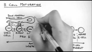 B Cells 3  Maturation [upl. by Eyla294]