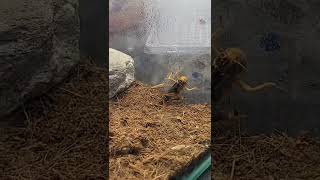 Giant Mantis hunting  18 insect prayingmantis animal shorts pets hierodula membranacea [upl. by Aicitan769]