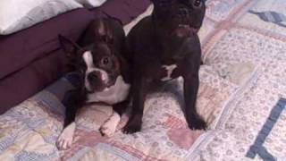 Boston Terrier and French Bulldog jawing at each other [upl. by Yzus]