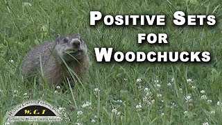 Cage Trapping Woodchucks [upl. by Nwahsat242]