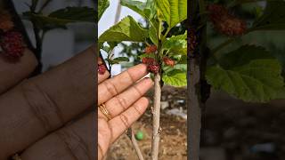 First mulberry from small cuttings😍😍fruitssatisfyinggardening [upl. by Nevs266]