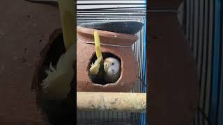 Budgies Egg update birds budgis babyanimals shortsvideo shorts viralvideo youtubeshorts [upl. by Nodyl222]