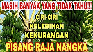 Ciri ciri kelebihan dan kekurangan pisang raja nangka yang tidak banyak orang tahu [upl. by Joice]