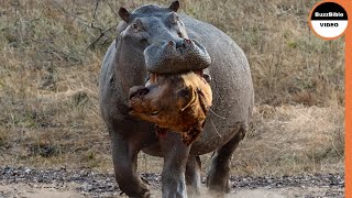 Hippo Grabs The Lions Head As Revenge For the Loss of His Mother [upl. by Sarette946]