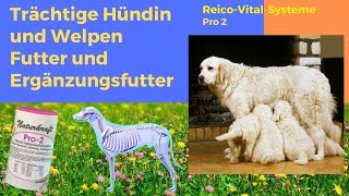 Trächtige Hündin Futter 🐕 🌿 Pro 2 Nahrungsergänzungsmittel Hund [upl. by Enillebyam282]