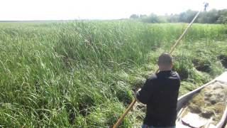 White Earth Wild Rice Harvest Manoominikewag [upl. by Steel]