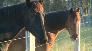 Horse foundation training and equitation science [upl. by Anyel]