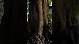 😲 😱 300 sal purana tree 🌳 ♥️  1 tree 🌳  1 life ♥️ bollywood song [upl. by Adilen383]