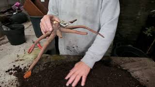 Planting Eremurus  Burncoose Nurseries [upl. by Drislane]