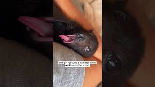 The girl rescued a baby bat and then bat babybath shorts [upl. by Rehnberg]