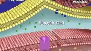 SYNAPTIC TRANSMISSION  AQA A LEVEL BIOLOGY  EXAM QUESTIONS RUN THROUGH [upl. by Siddra]