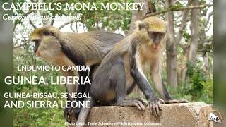 Campbells Mona Monkey [upl. by Abramo]