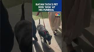 Ratan Tatas Pet Dog Goa At His Funeral  N18S  CNBC TV18 [upl. by Marras]