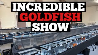 FANCY GOLDFISH SHOW in the UK 100’s of incredible fish [upl. by Eikcin337]