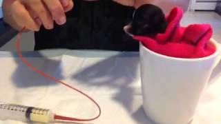 Tube feeding a puppy [upl. by Also]