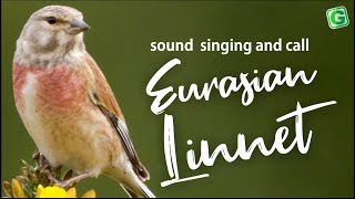 Eurasian Linnet Bird Song Sound Call Chirp Melody  Linnet Chirping [upl. by Sinegold999]