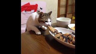 Cats Who Steal Food Or Try To A Compilation [upl. by Eigger]