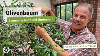 Olivenbaum Sommerschnitt und Umtopfen Dünger Gießen  gardify Tipps [upl. by Nolie]