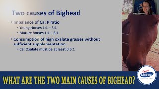 What Are The Signs Of Bighead In Horses High Oxalate Subtropical Pastures [upl. by Nonnerb238]