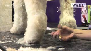 Grooming Guide  Labradoodle  Pro Groomer [upl. by Coreen]