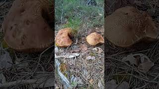 ⚠️ BOLETUS Pinophilus ⚠️ mayo 2024 [upl. by Annaer]