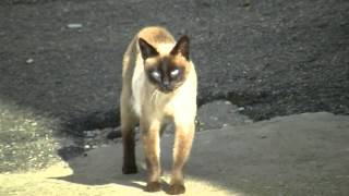 Sandy a siamese feral cat [upl. by Ledda]