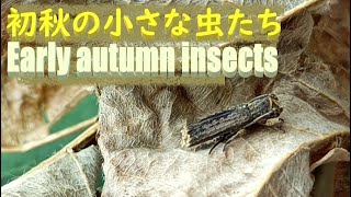 初秋の小さな虫たち🦋🐞🐛鹿児島県指宿市開聞岳麓指宿市山川徳光頴娃町千貫平山地喜入町牧神山🦋2023年9月1日～22日Early autumn insects [upl. by Larentia]